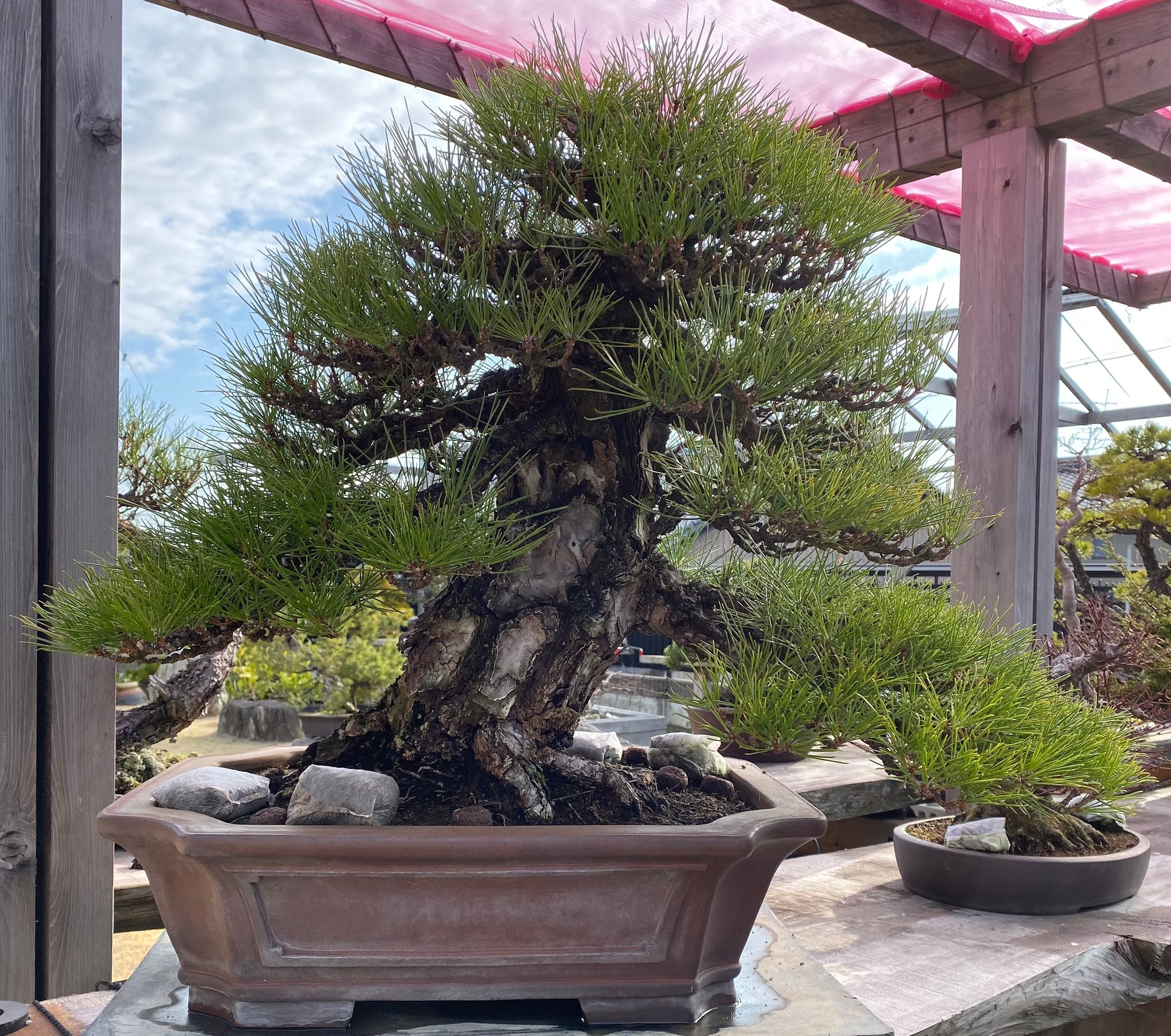 盆栽 真柏 樹高 上下 約27cm しんぱく Juniperus chinensis 気持ちよ シンパク “ジン シャリ” 懸崖