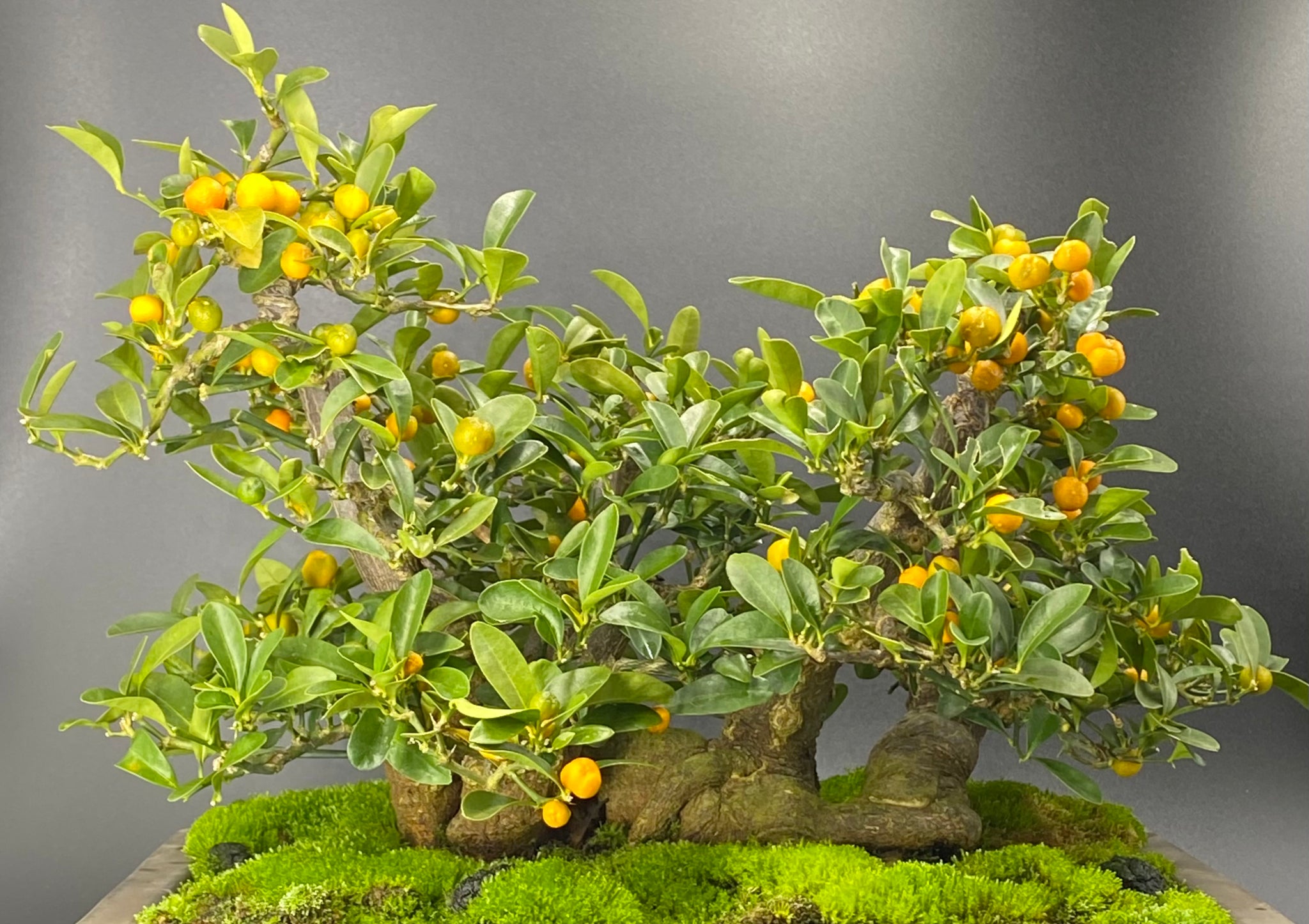 金豆盆栽 五幹株立ち – Bonsai Iroha